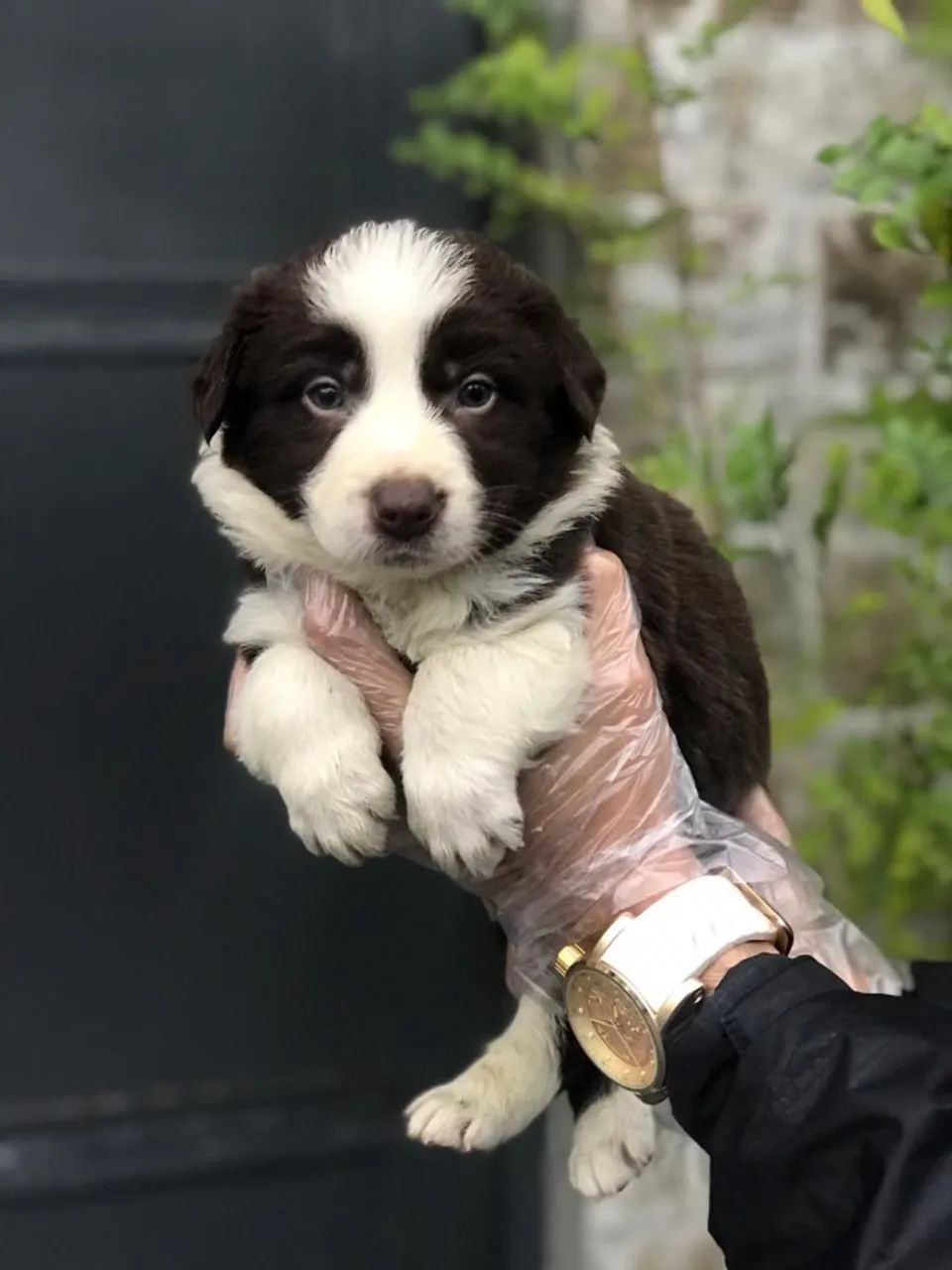 Border Collie Inteligente e Garantido com Parcelamento em 12x Sem Juros