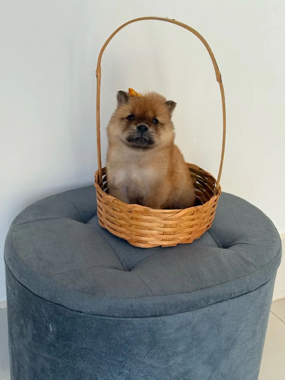 Chow Chow  - Foto 4
