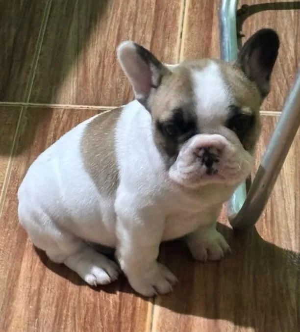 Bulldog francês  - Foto 3