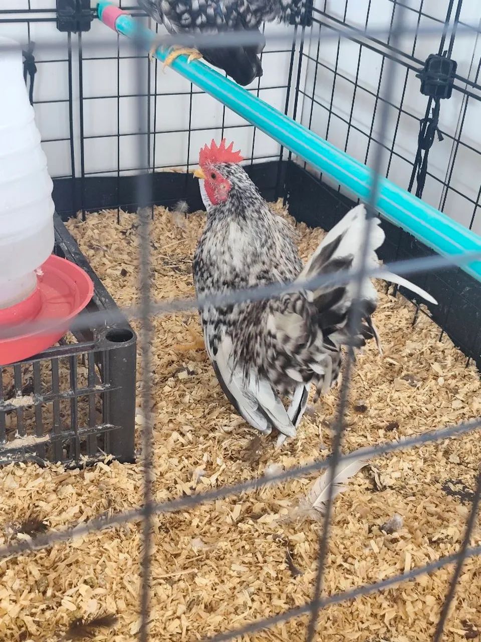 Nagasaki Galo - Foto 4