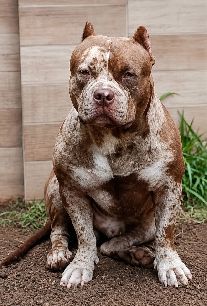 Cachorro 