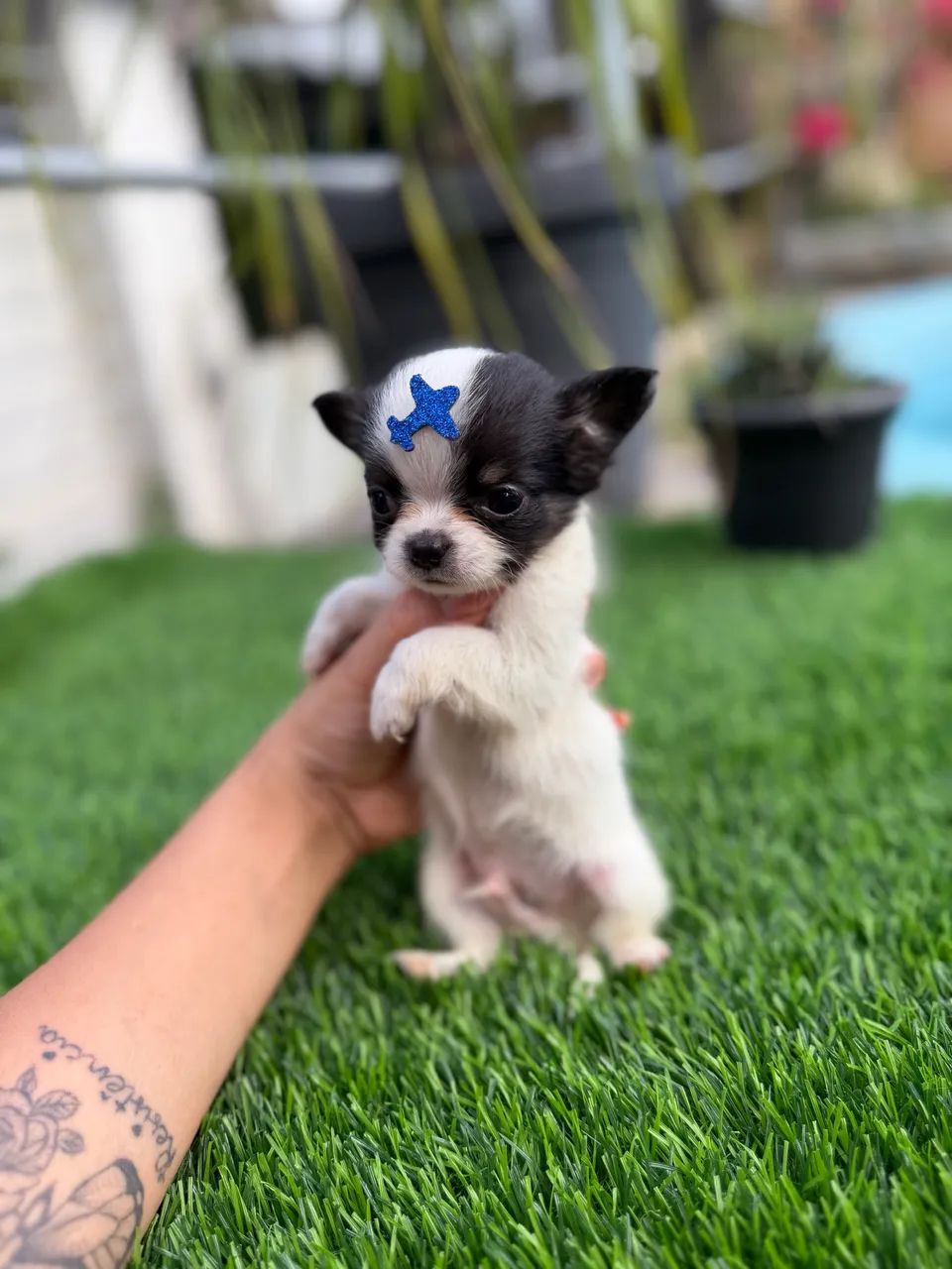 Chihuahua Miniatura  - Foto 3