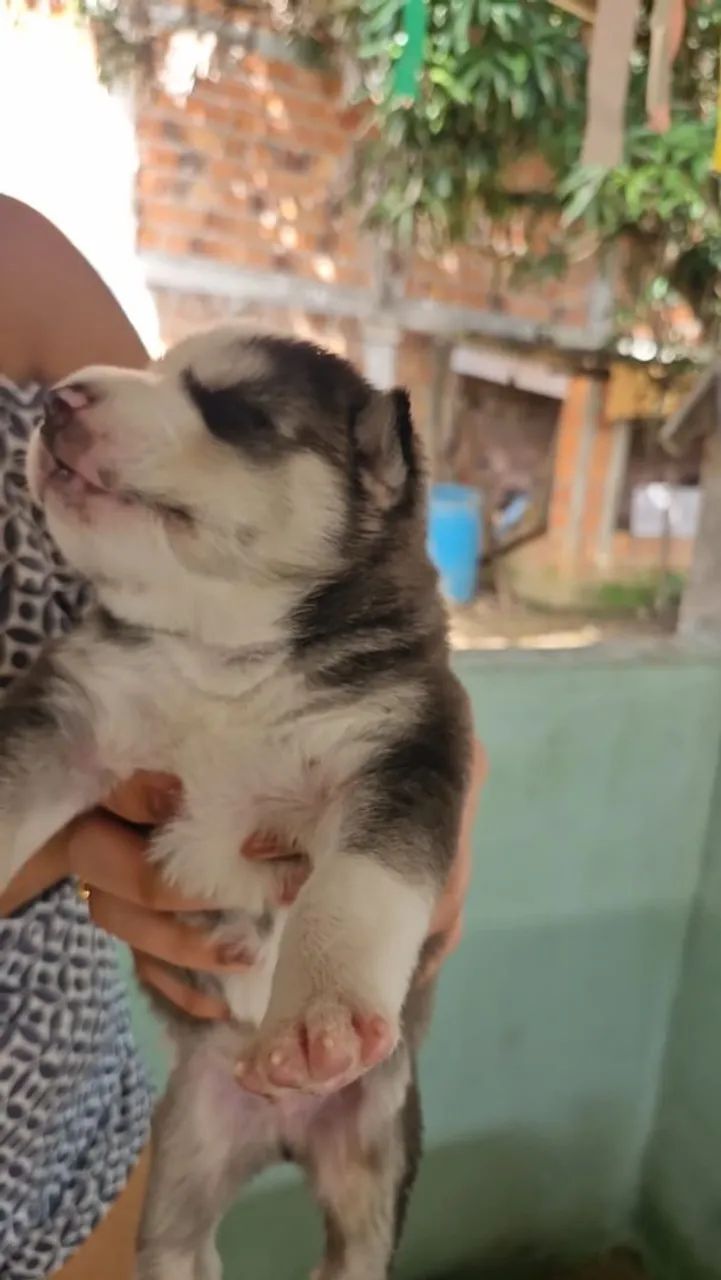 Filhotes de Husky Siberiano  - Foto 4