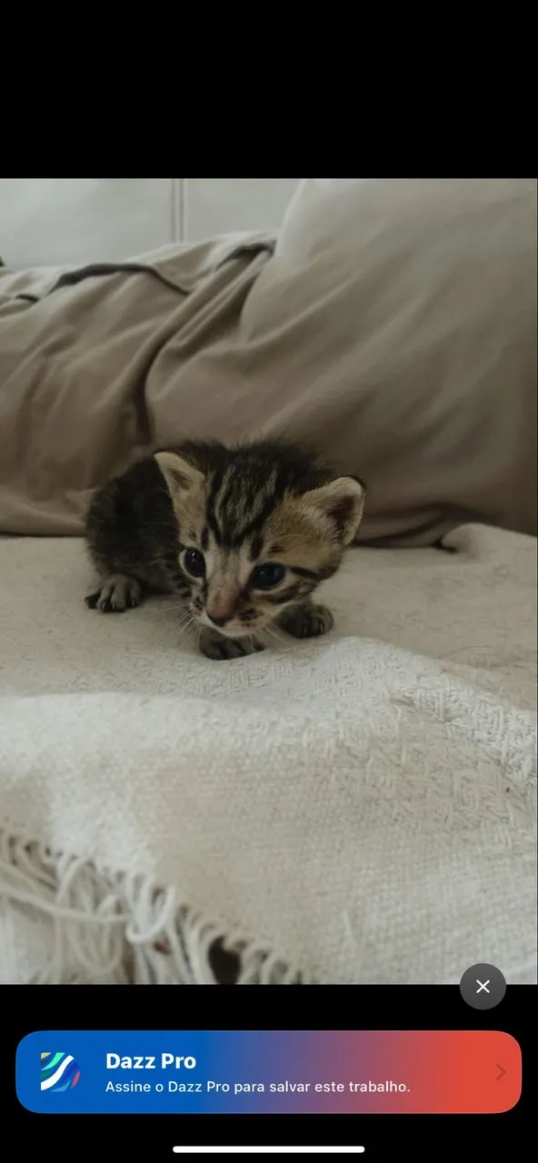 gato para adoção - Foto 2