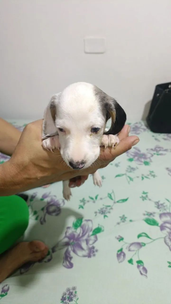 Cachorro basset 