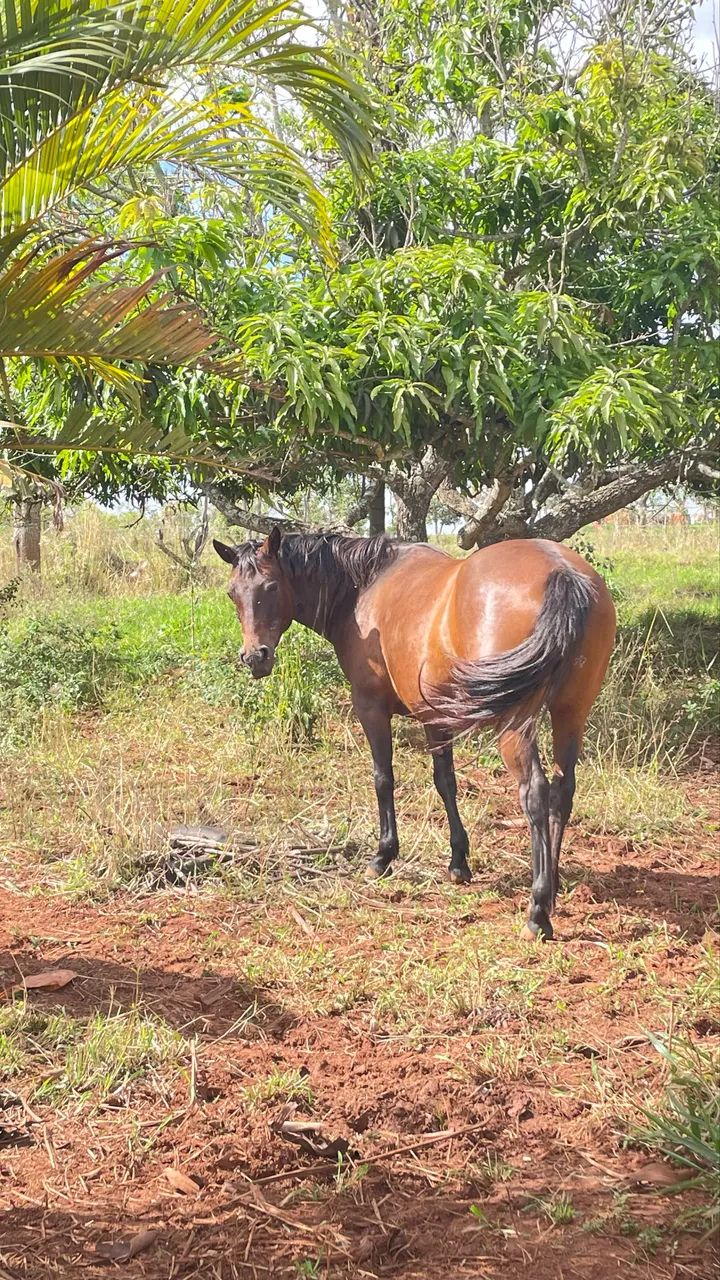 vendo égua QM com MM  - Foto 4