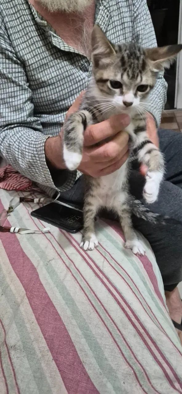 Doação de gatos  - Foto 3