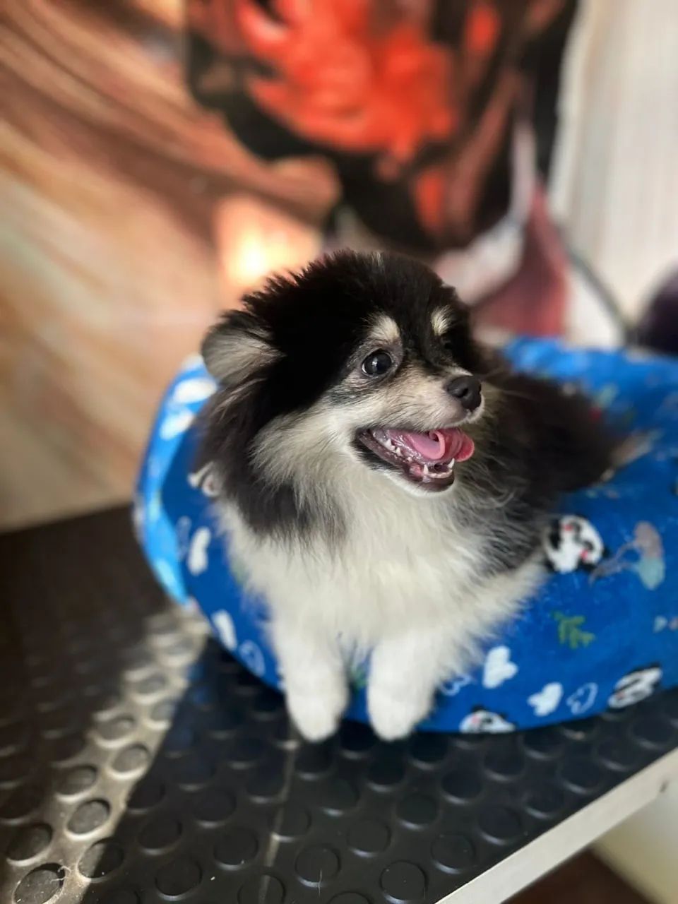 Spitz