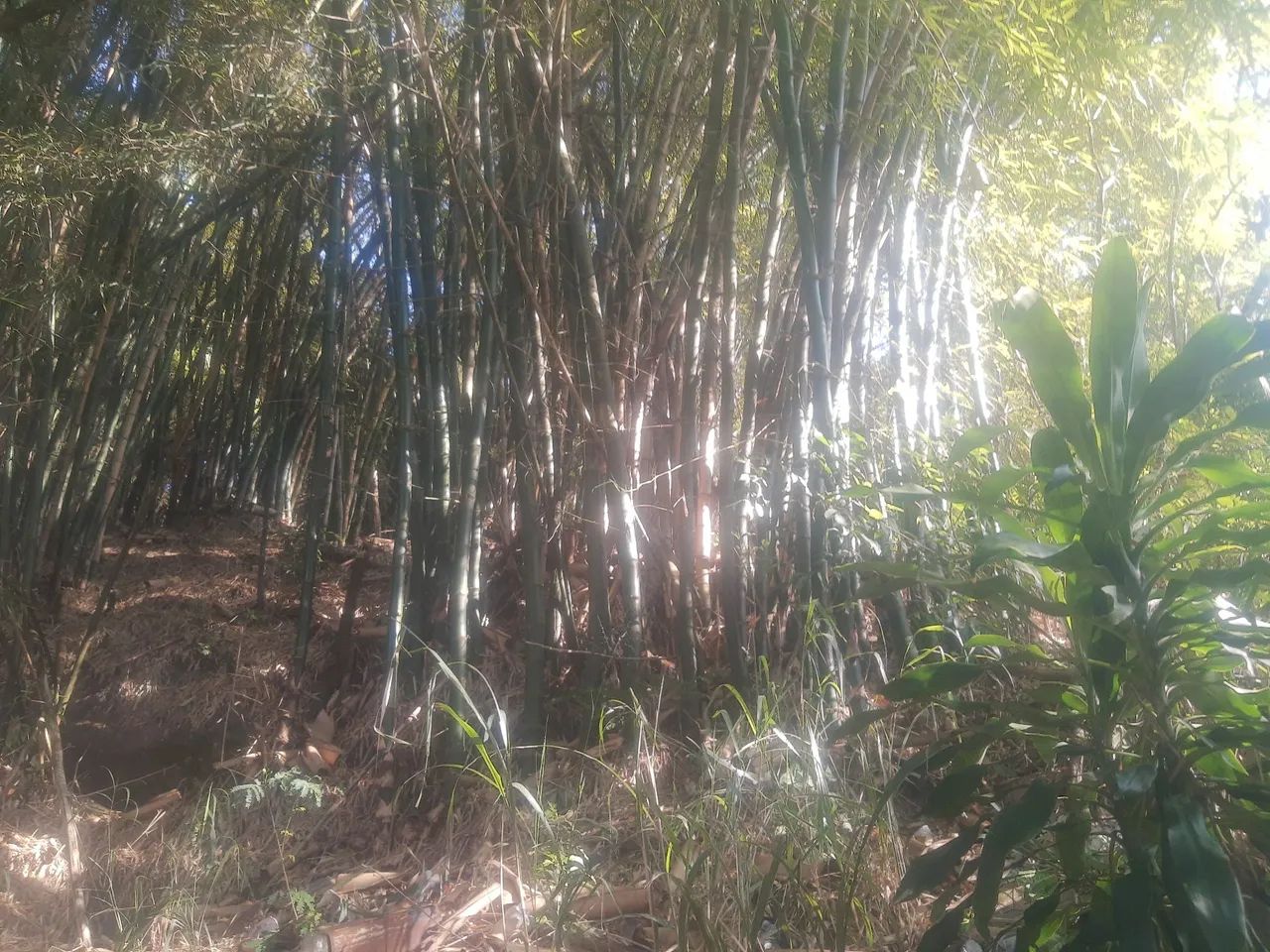 Varas de Bambu verde - Foto 2