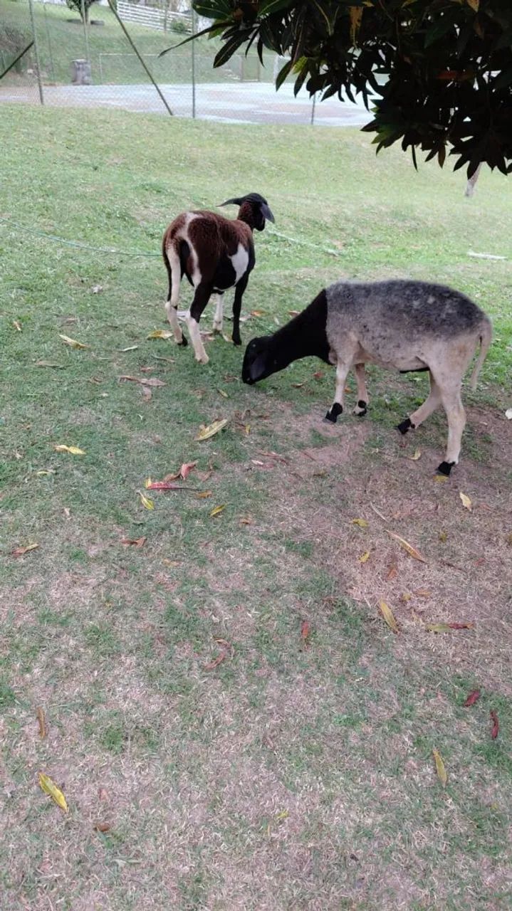 Ovelhas - Foto 5