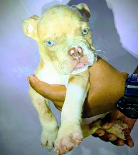 Venda de filhotes American bully Pocket - Foto 3