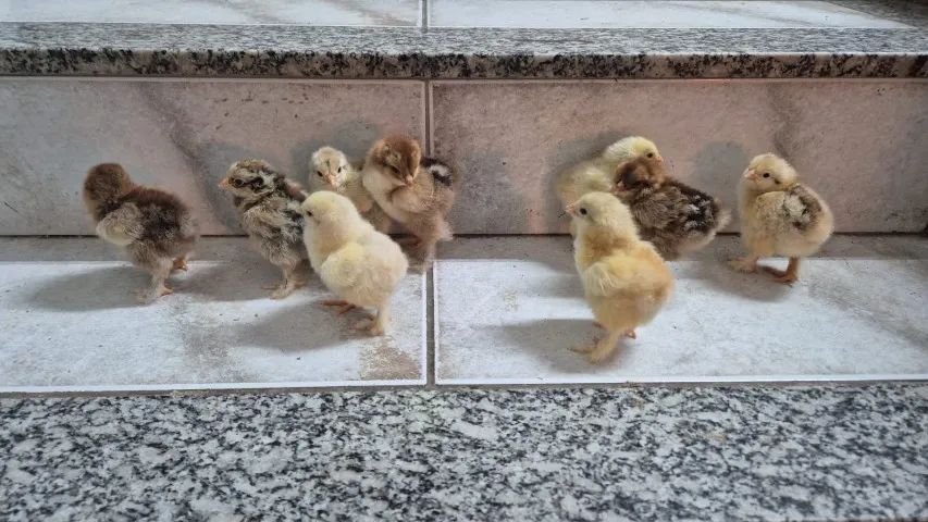 Brahma 5 por 100 - Foto 3