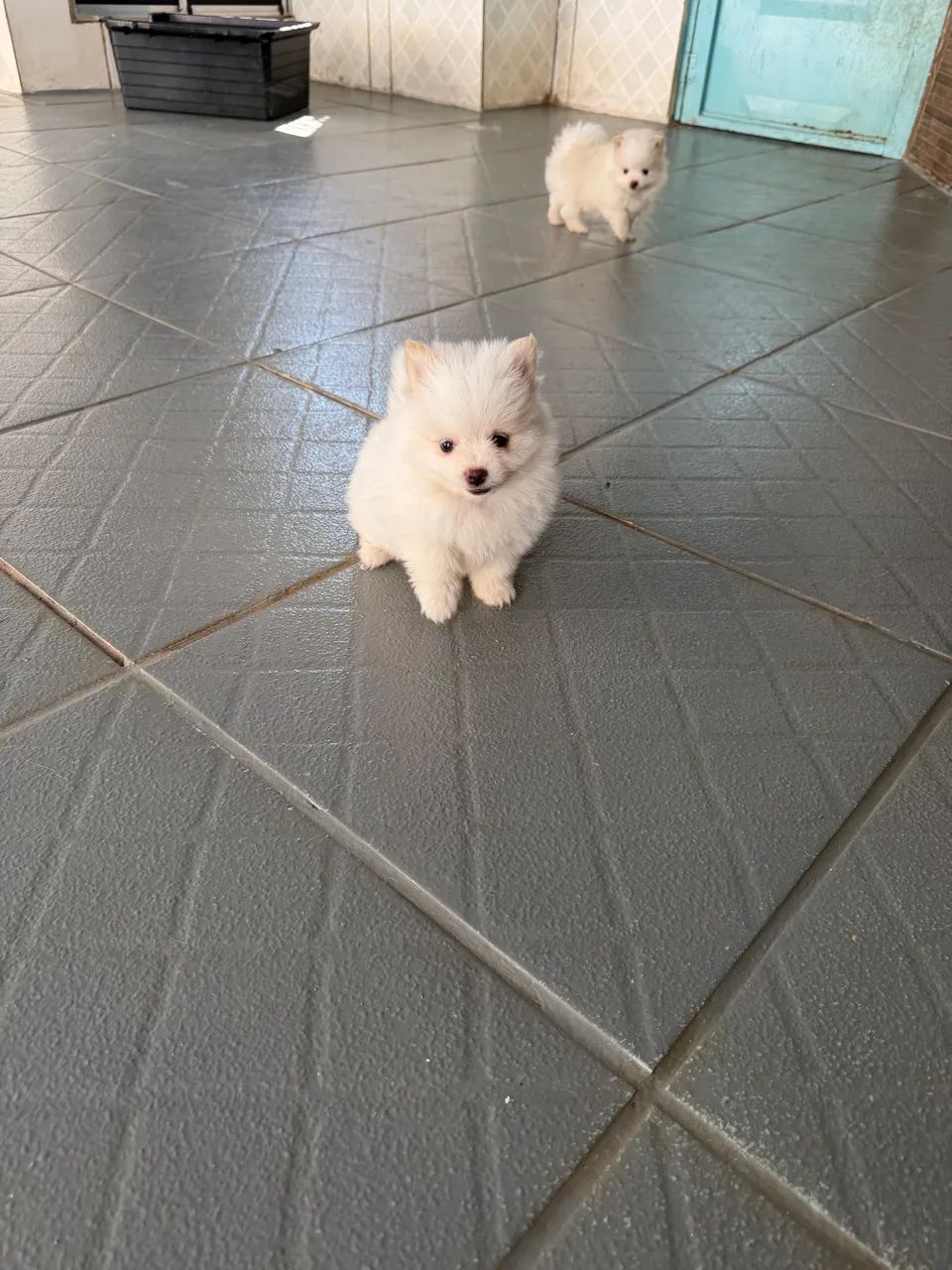 Spitz alemão com pedigree  - Foto 2