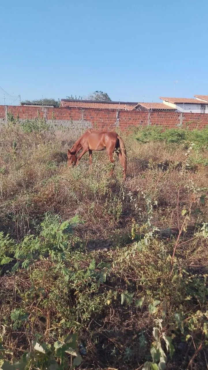 Égua sem serviço  - Foto 3