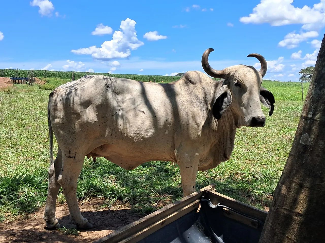 Vendo vacas solteiras - Foto 5