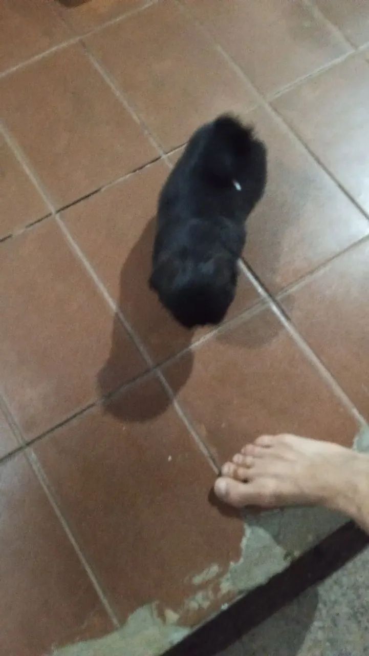 Cachorro chityzu  - Foto 4