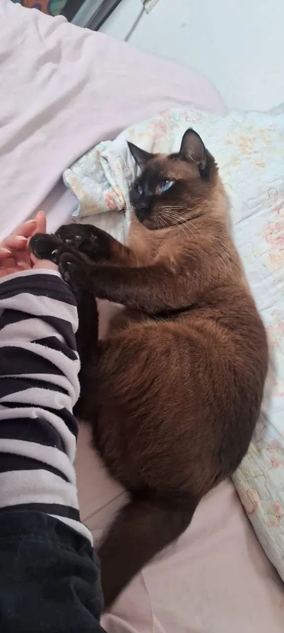 Adoção responsável - Foto 3