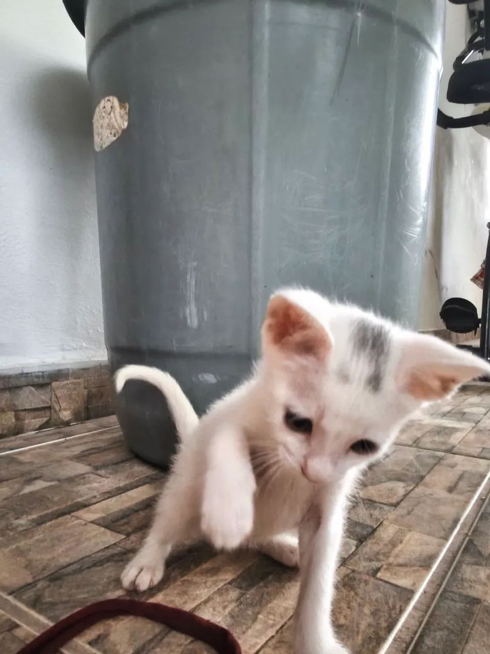 Três gatinhas adoção fêmea filhote - Foto 5