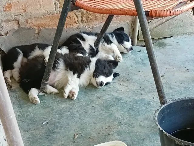Cachorro 