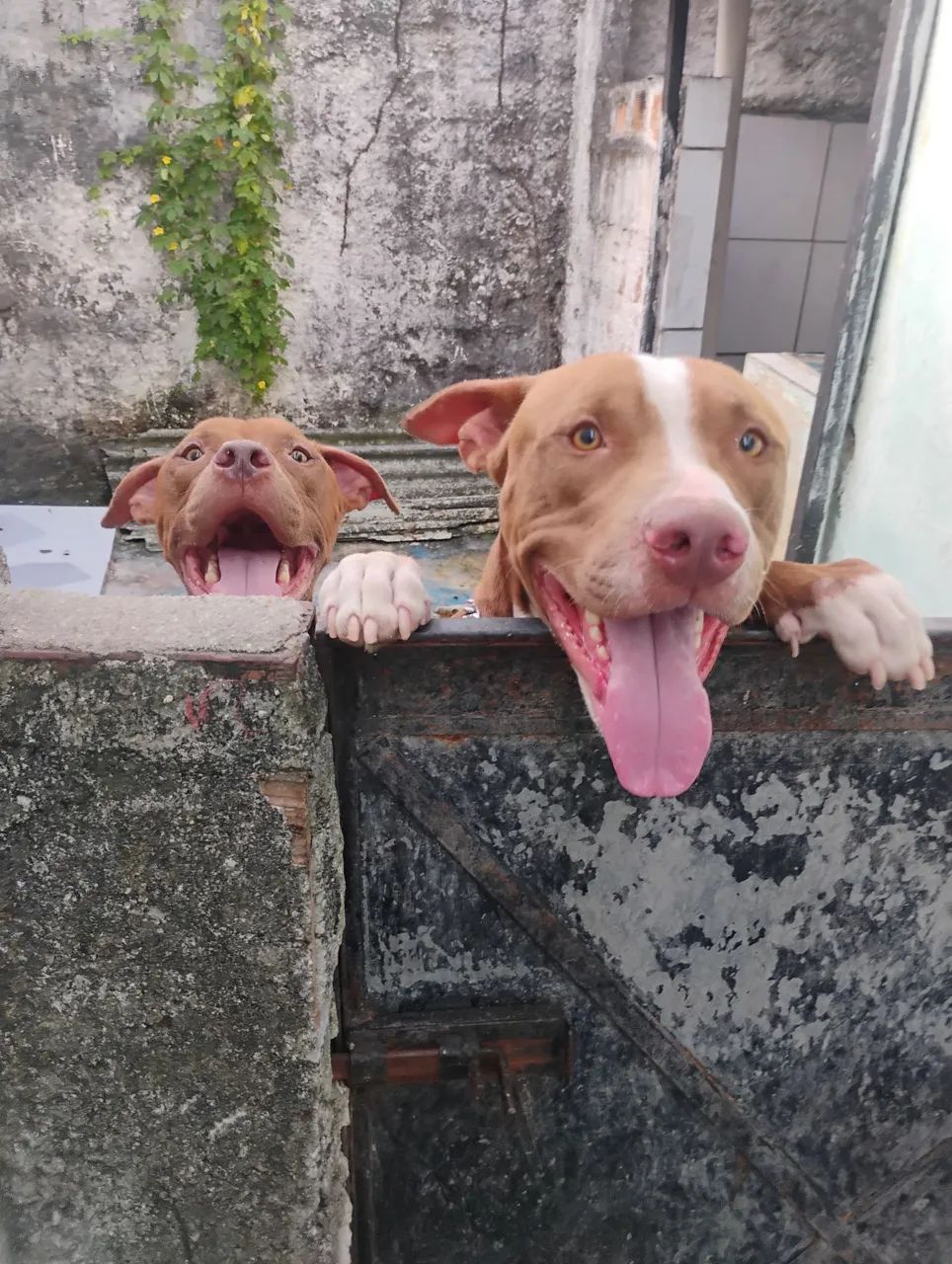 Filhotes de Pitbull  - Foto 3