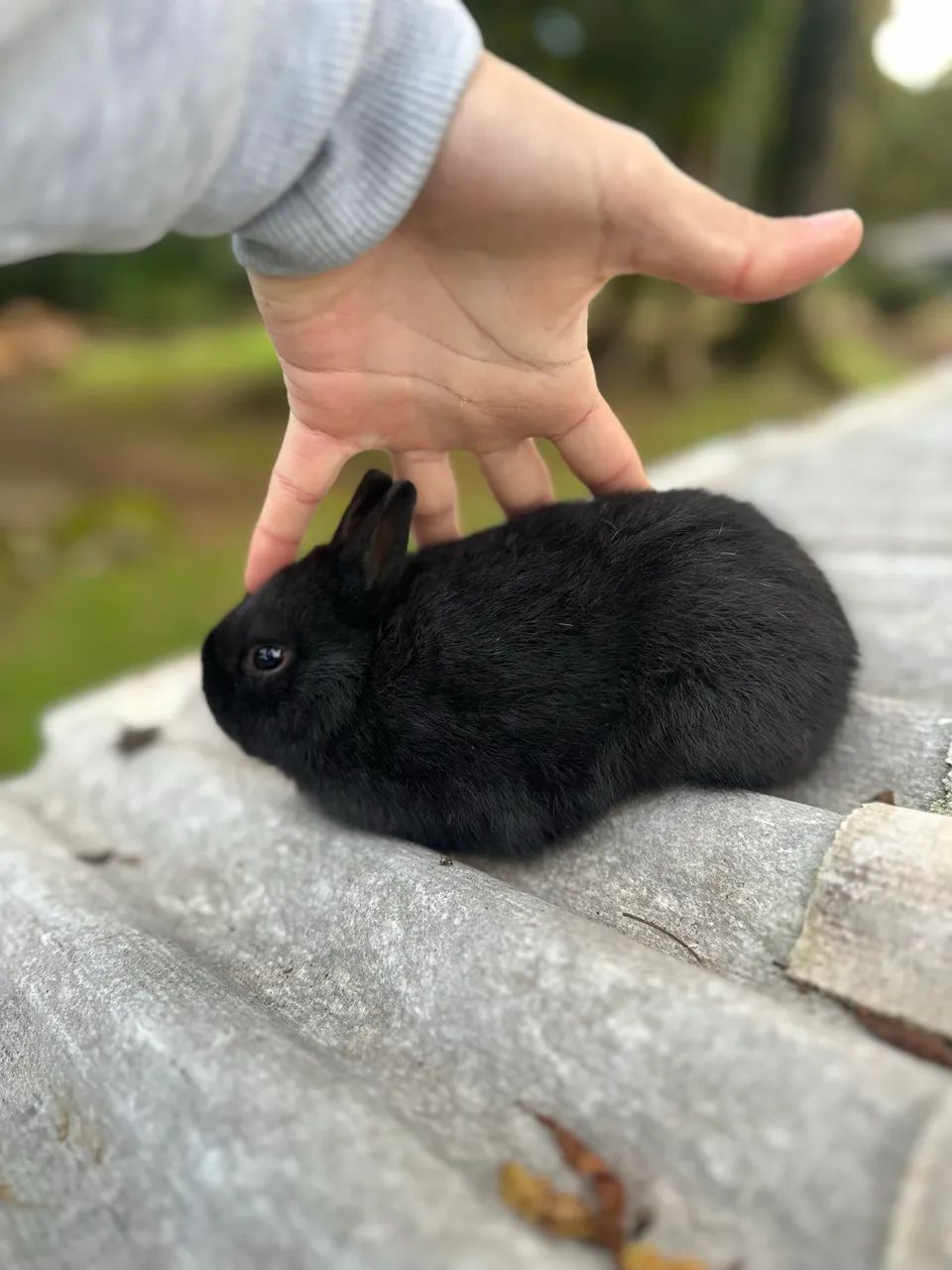 Netherland dwarf macho  - Foto 2