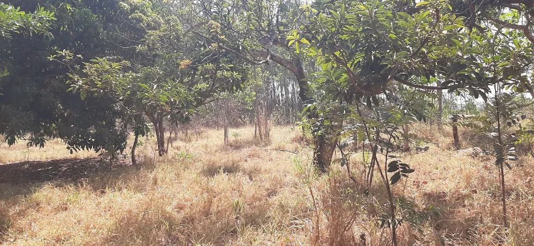 Chácara com 2 Hectares - Foto 2