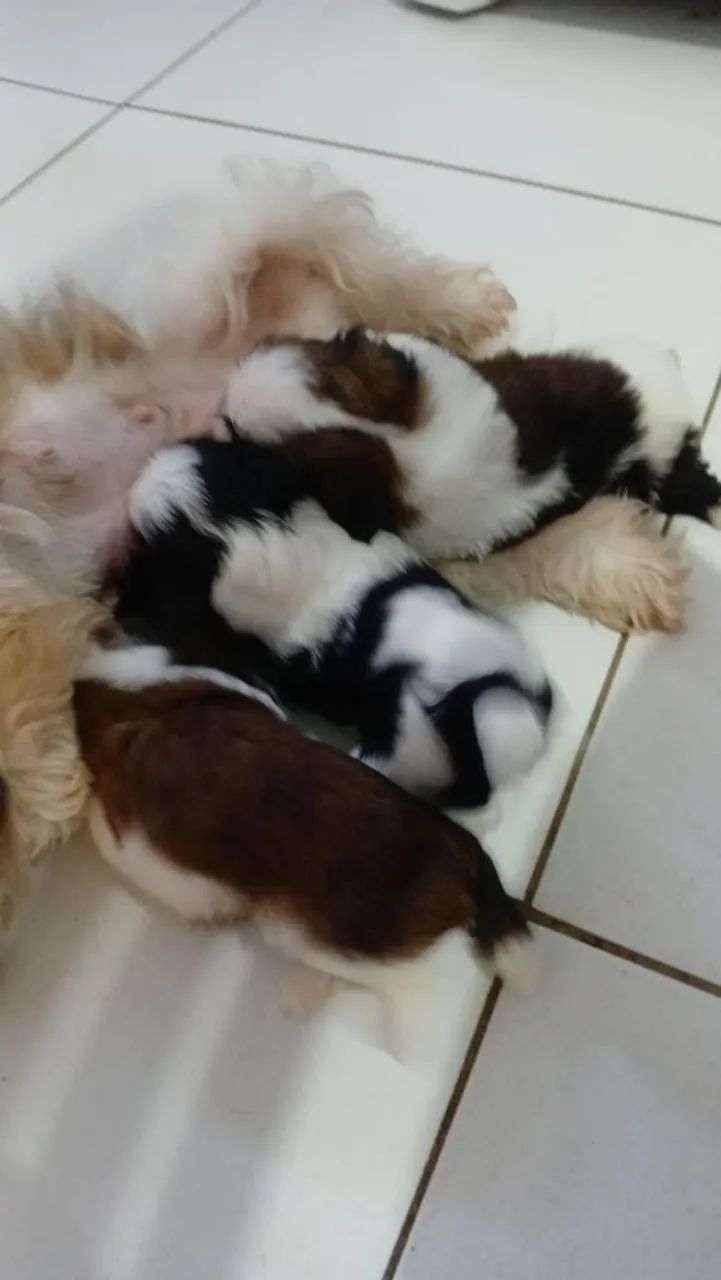 Vendo shitzu  - Foto 4