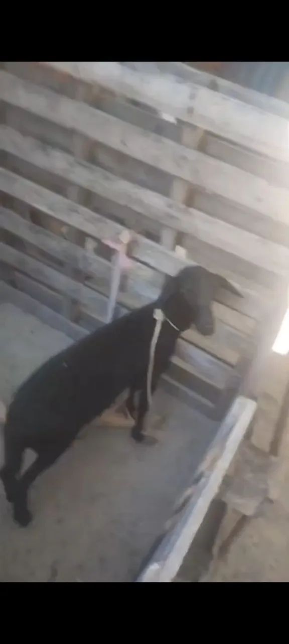 Ovelha Santa Inês fêmea 