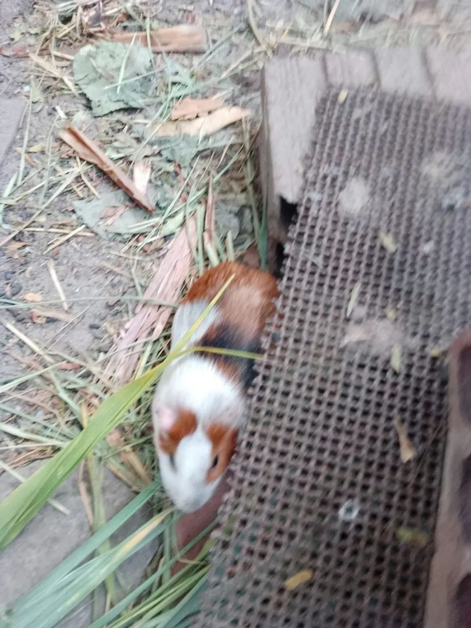 Vendo Porquinhos da Índia - Foto 2