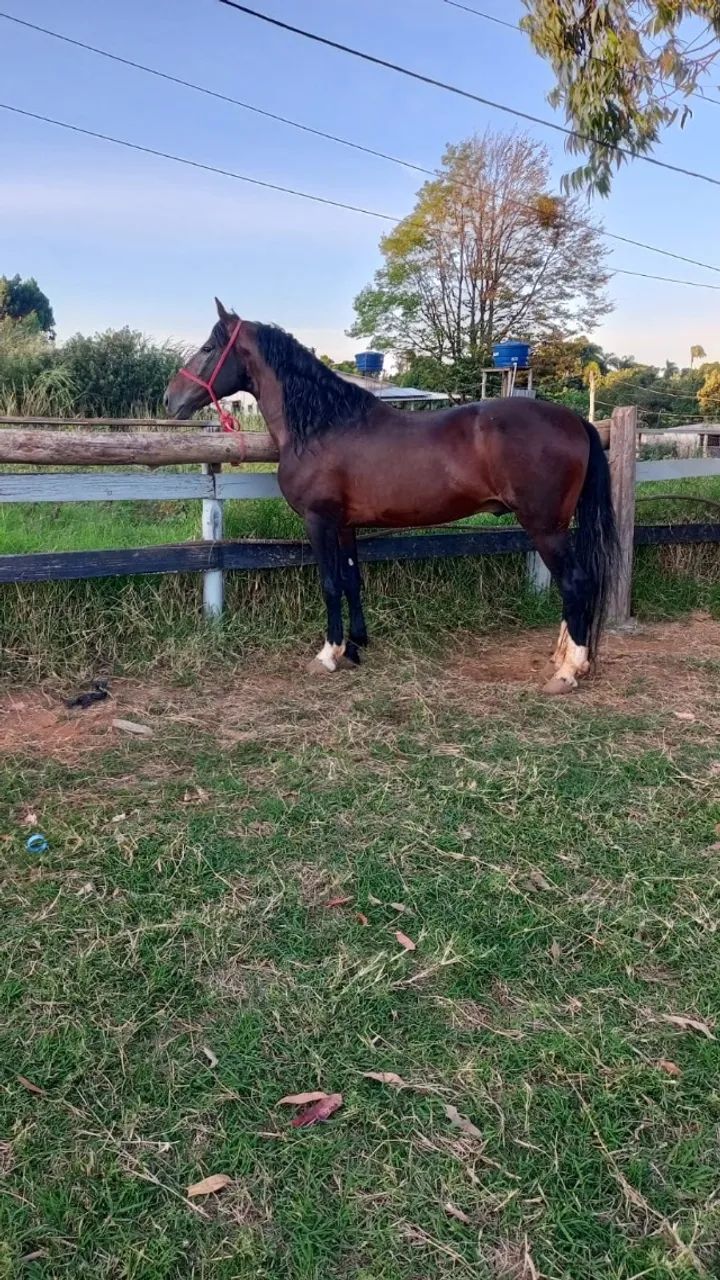 Cavalo