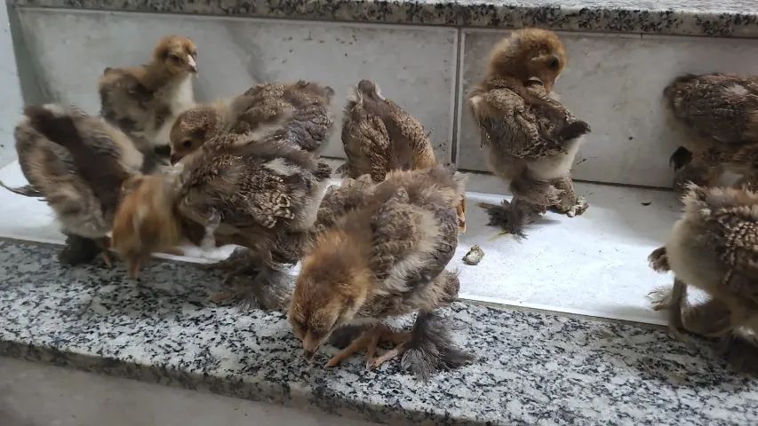 Brahma acho que só tem femea - Foto 3