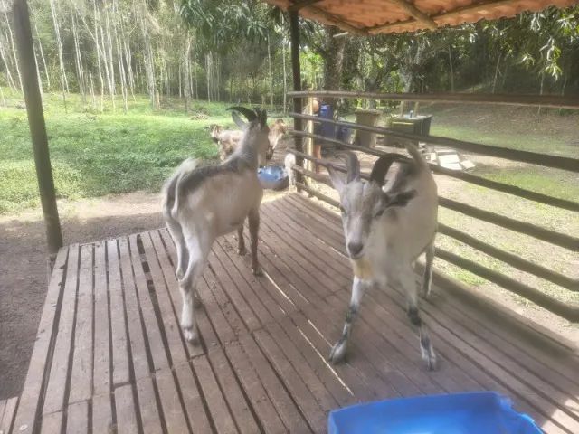Bode e cabra saanen com cabritinho - Foto 2