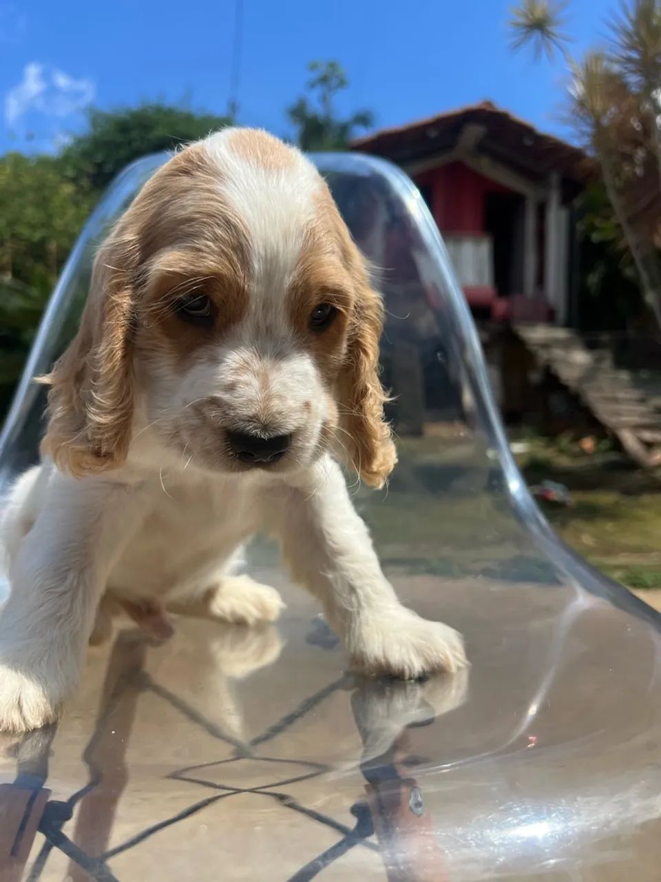 Coker spaniel