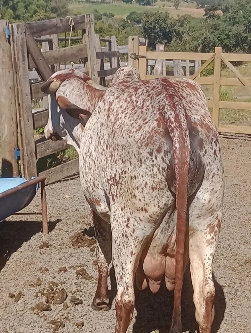 Vaca gir de luxo com bezerro P.O - Foto 2