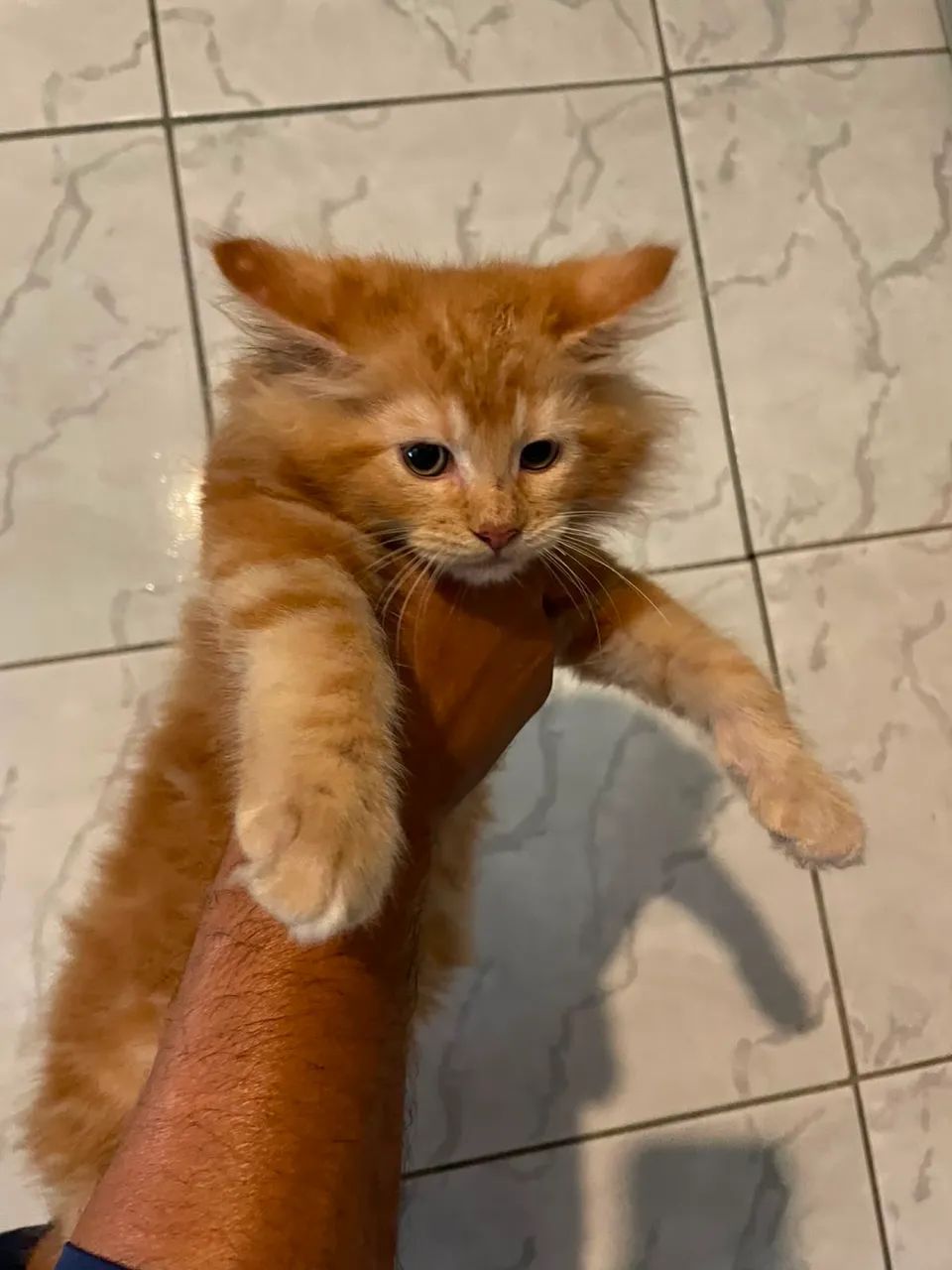 Maine Coon - Foto 2