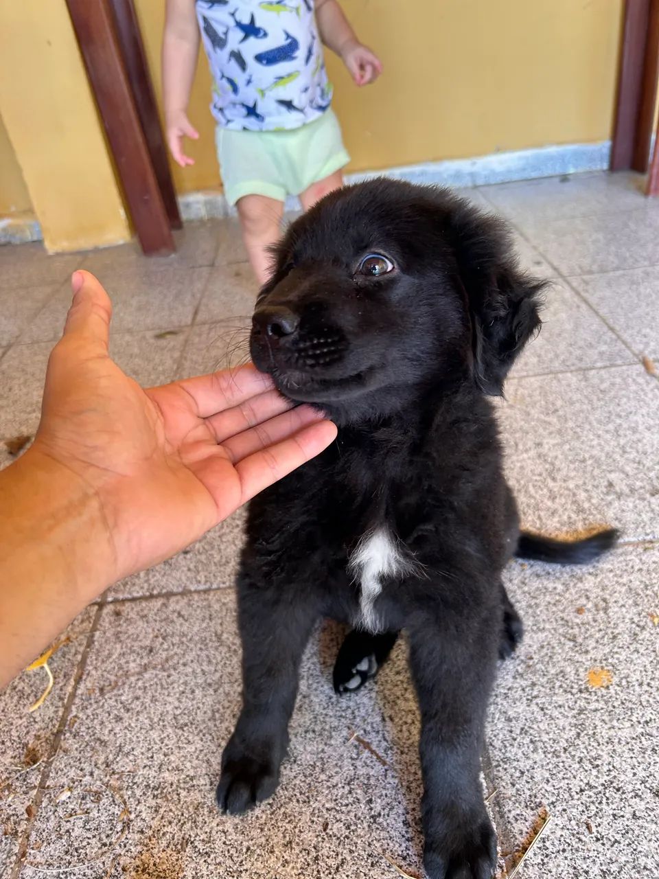 Labrador preto - Foto 2