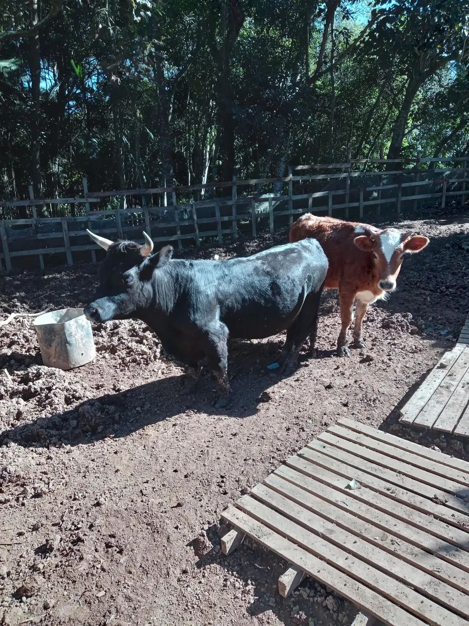 Casal mini boi R$10.000 retirar sp