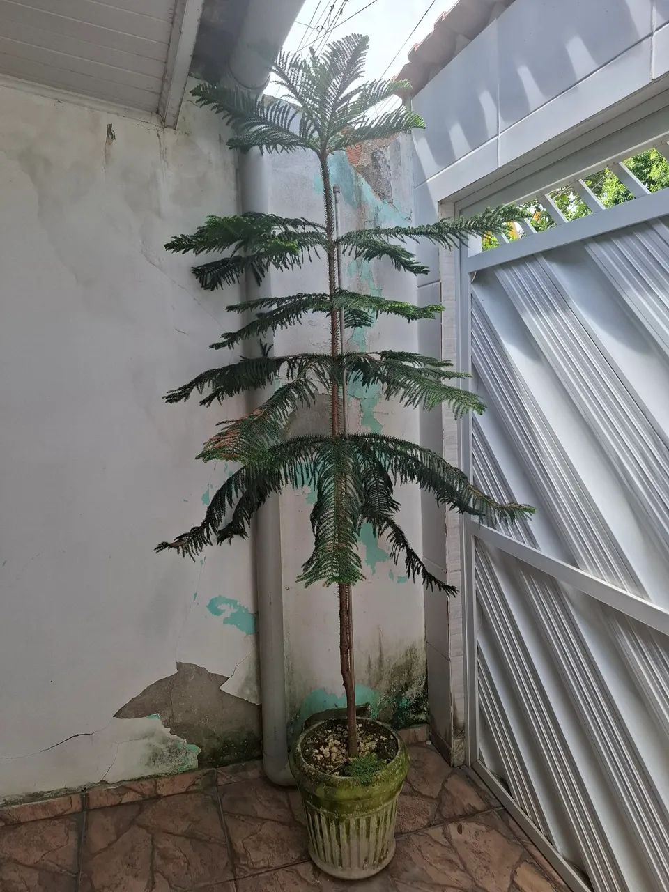 Planta com vaso Araucária ornamental