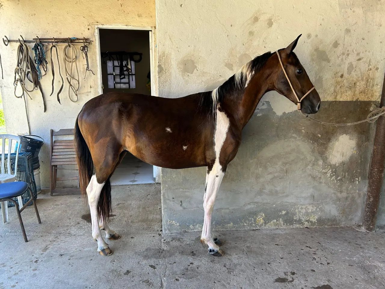 Potro Mangalarga Marchador Registrado Abccmm  - Foto 2