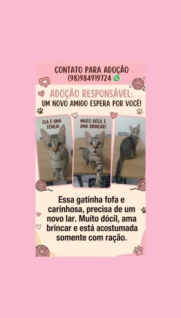 Gatinha Bela