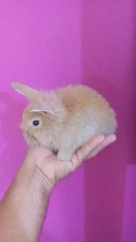 Mini coelhinho  - Foto 4