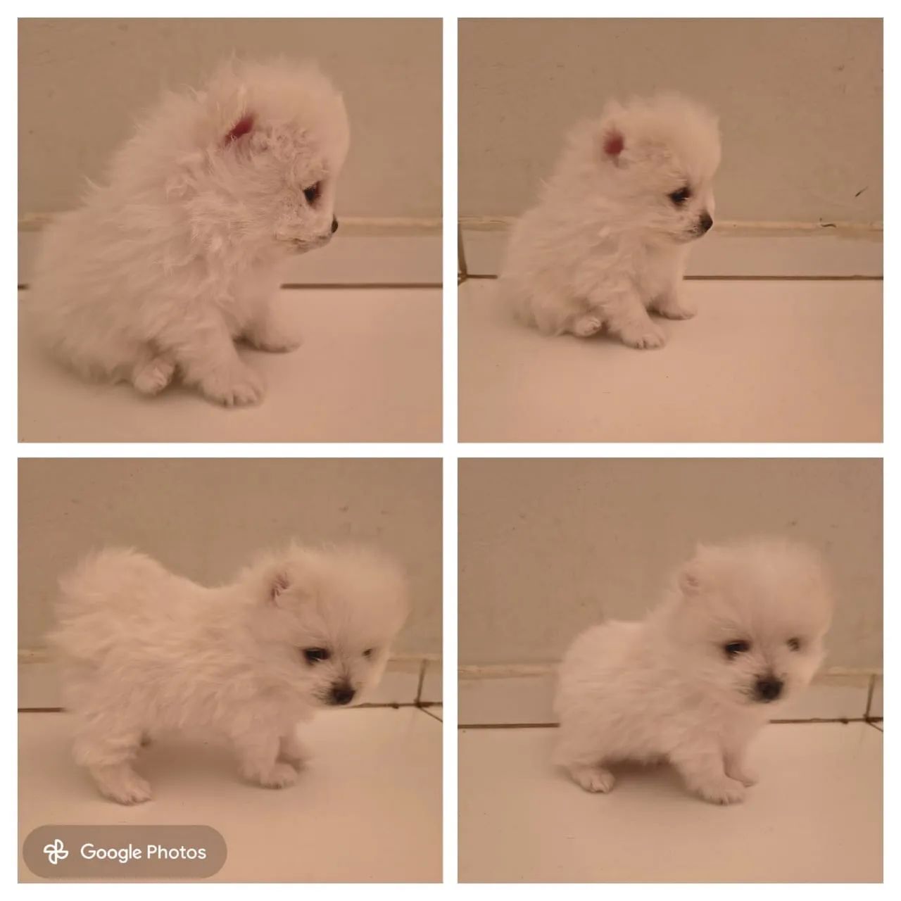 Cachorro - Foto 2