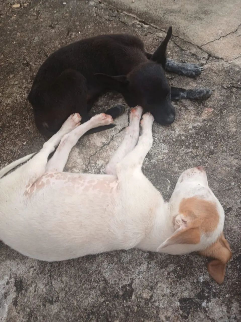 Para adoção ou lar temporário urgente - Foto 4