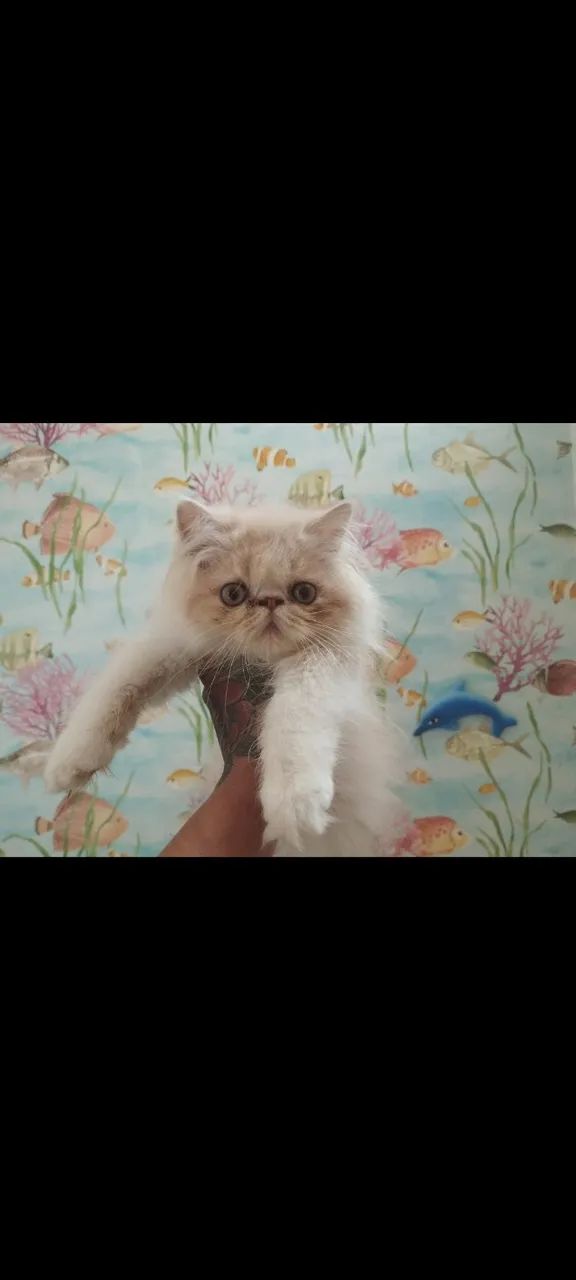 Filhote de gato persa  - Foto 2