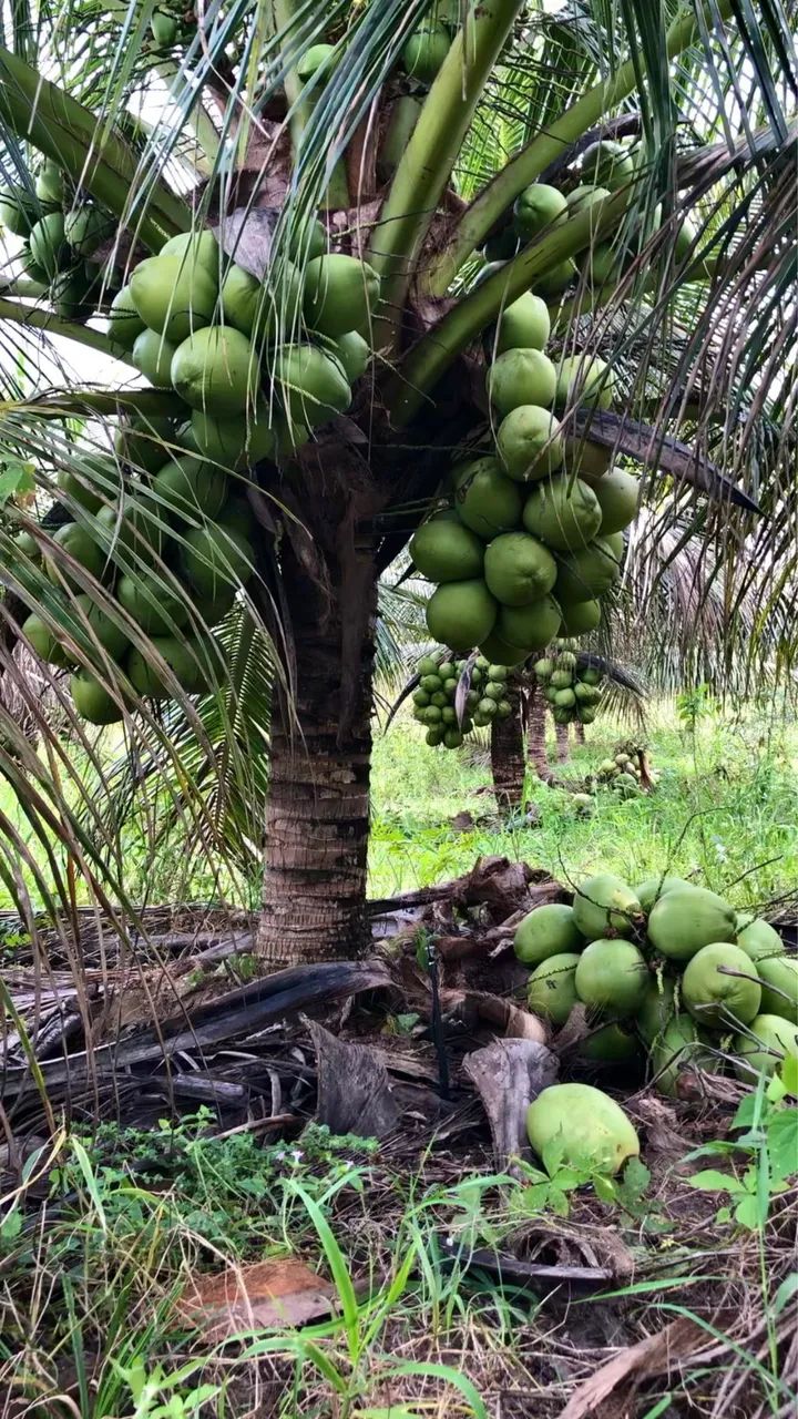 Mudas de coco anão legítimo - Foto 5