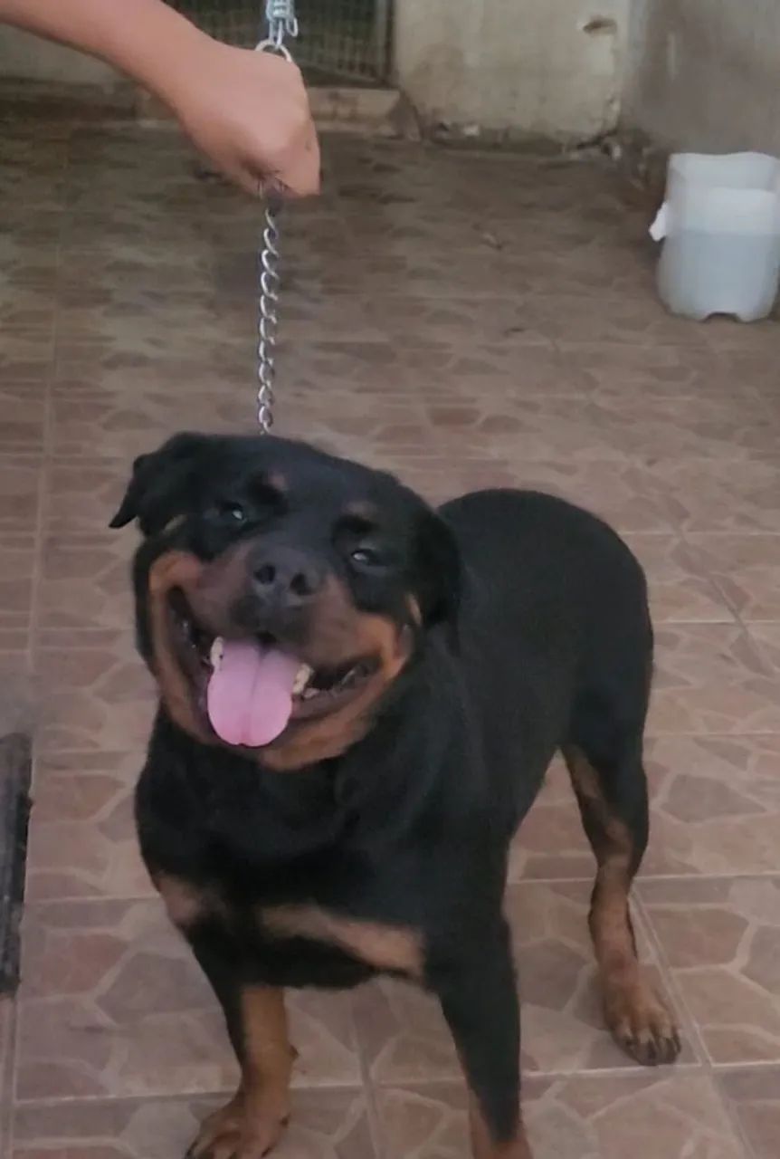 Rottweiller 