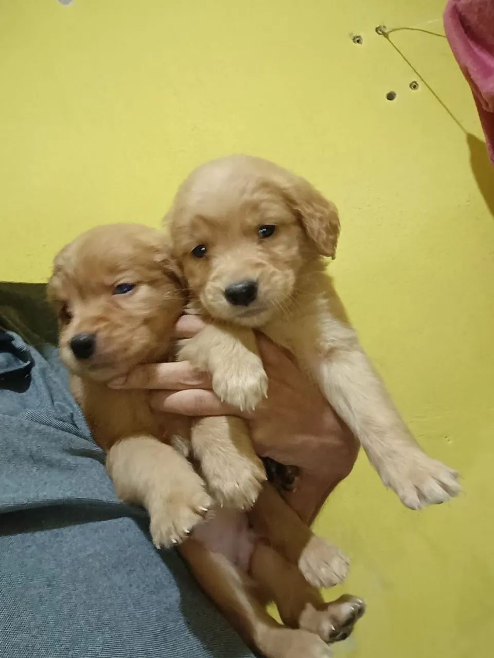 Golden Retriever  - Foto 3