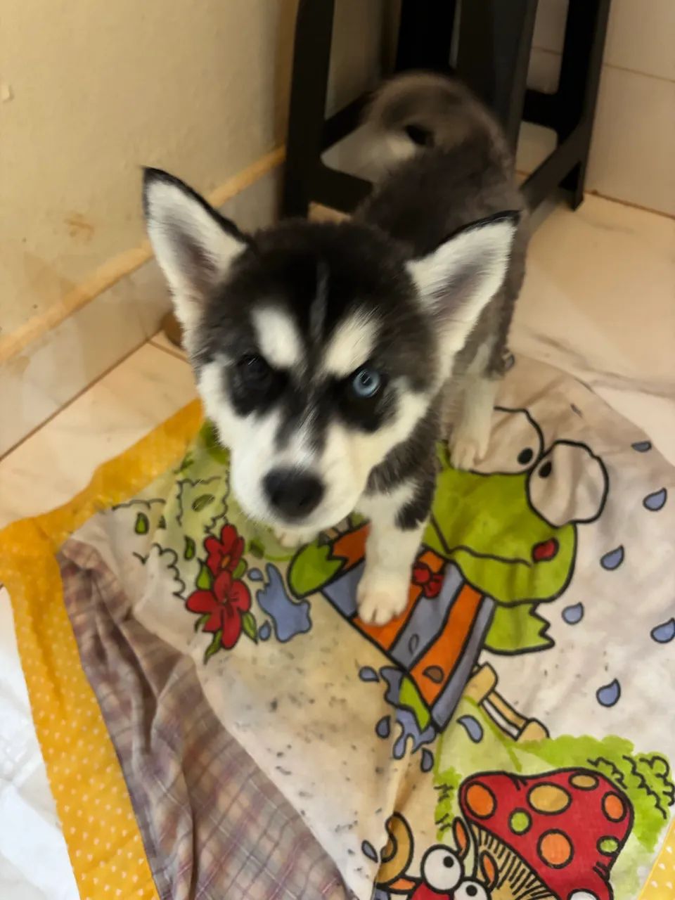 Husky siberiano  - Foto 5