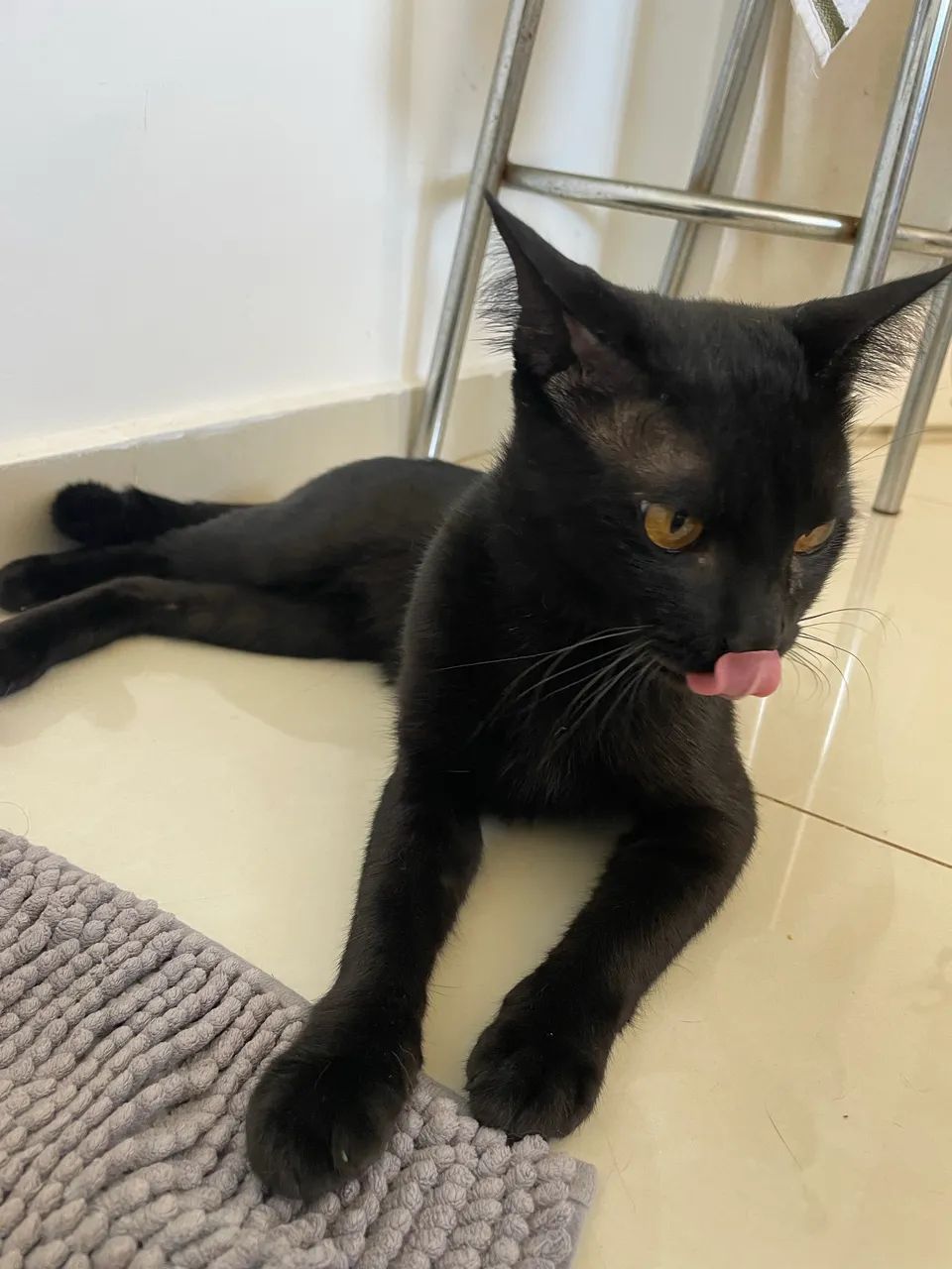 Doação responsável - Gatinho Preto - Foto 4