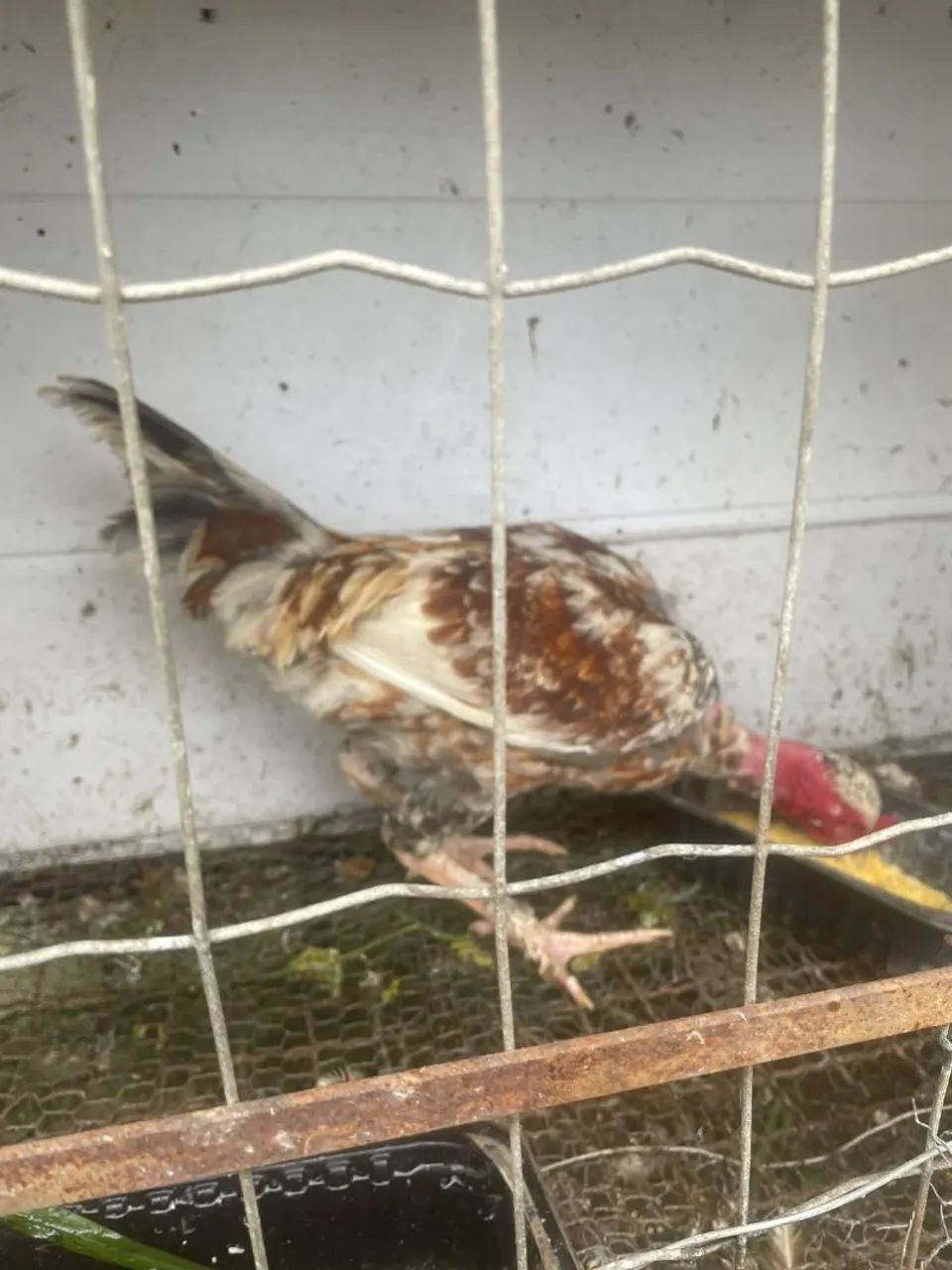 Frango polato  - Foto 2